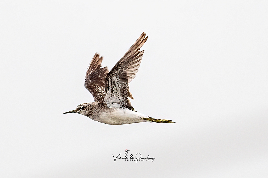 Wood Sandpiper